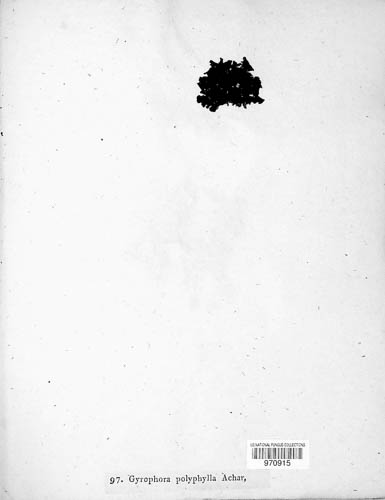Umbilicaria polyphylla image